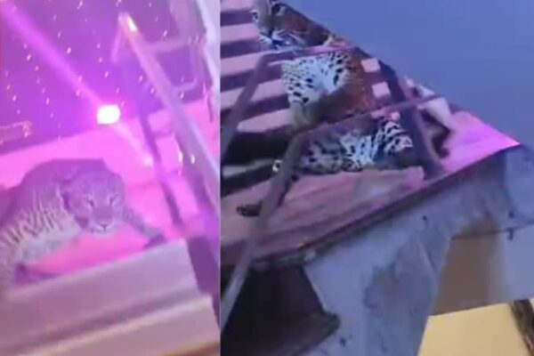 लखनऊ में तेंदुए का आतंक: मैरेज हॉल में घुसने के बाद वन विभाग और पुलिस की टीम ने किया रेस्क्यू