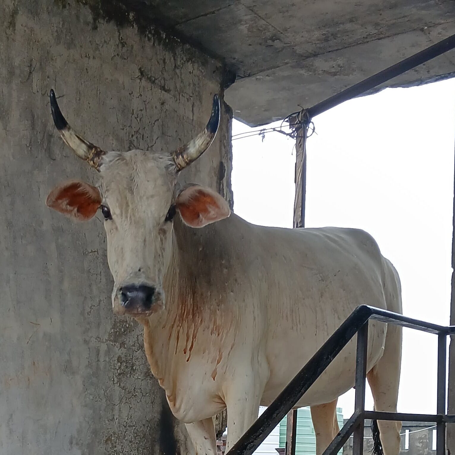 चौथी मंजिल पर पहुंची गाय, नगर निगम की टीम ने किया चमत्कारिक रेस्क्यू ! 