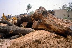 पंजाब में ग्रीन अलर्ट, HC ने पेड़ कटान पर लगाई रोक !